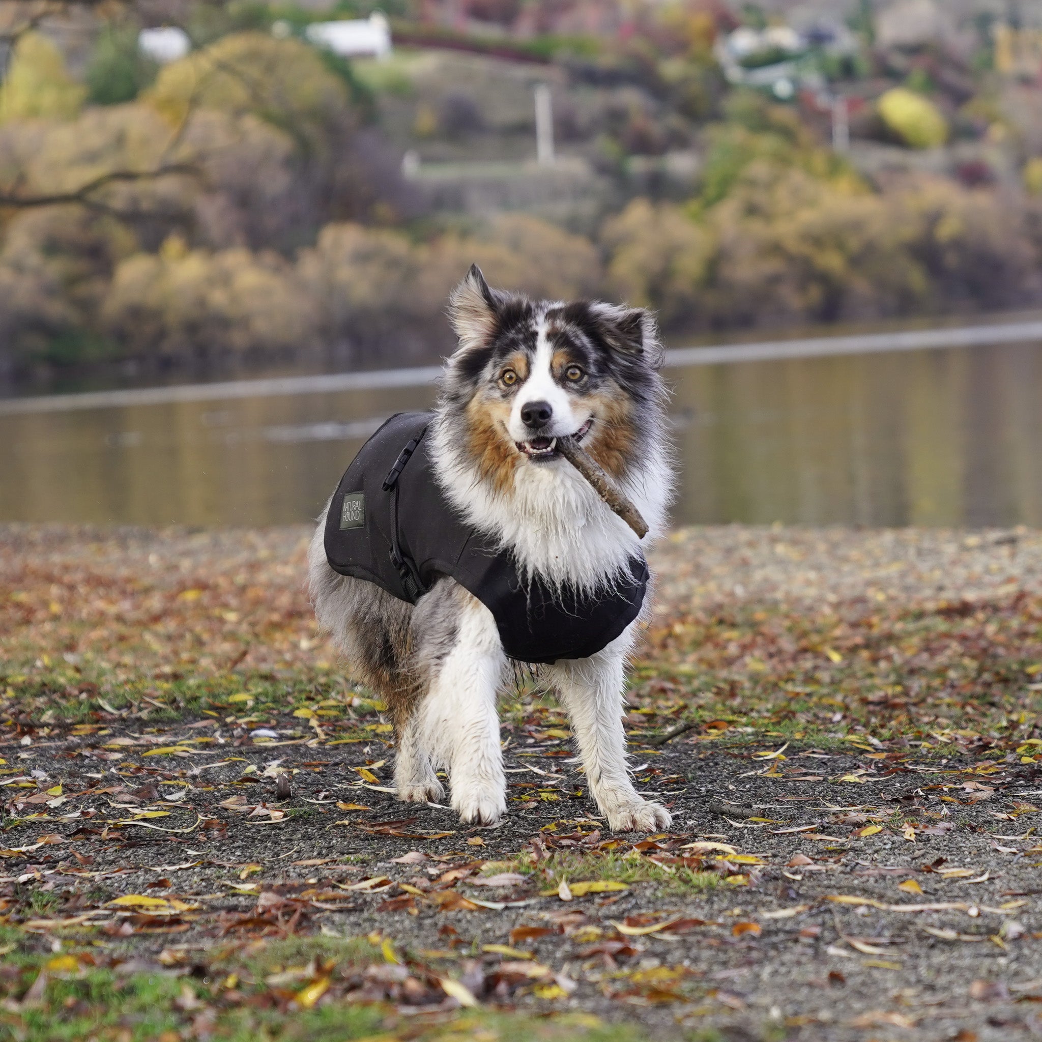 Woollen Venture Dog Jacket