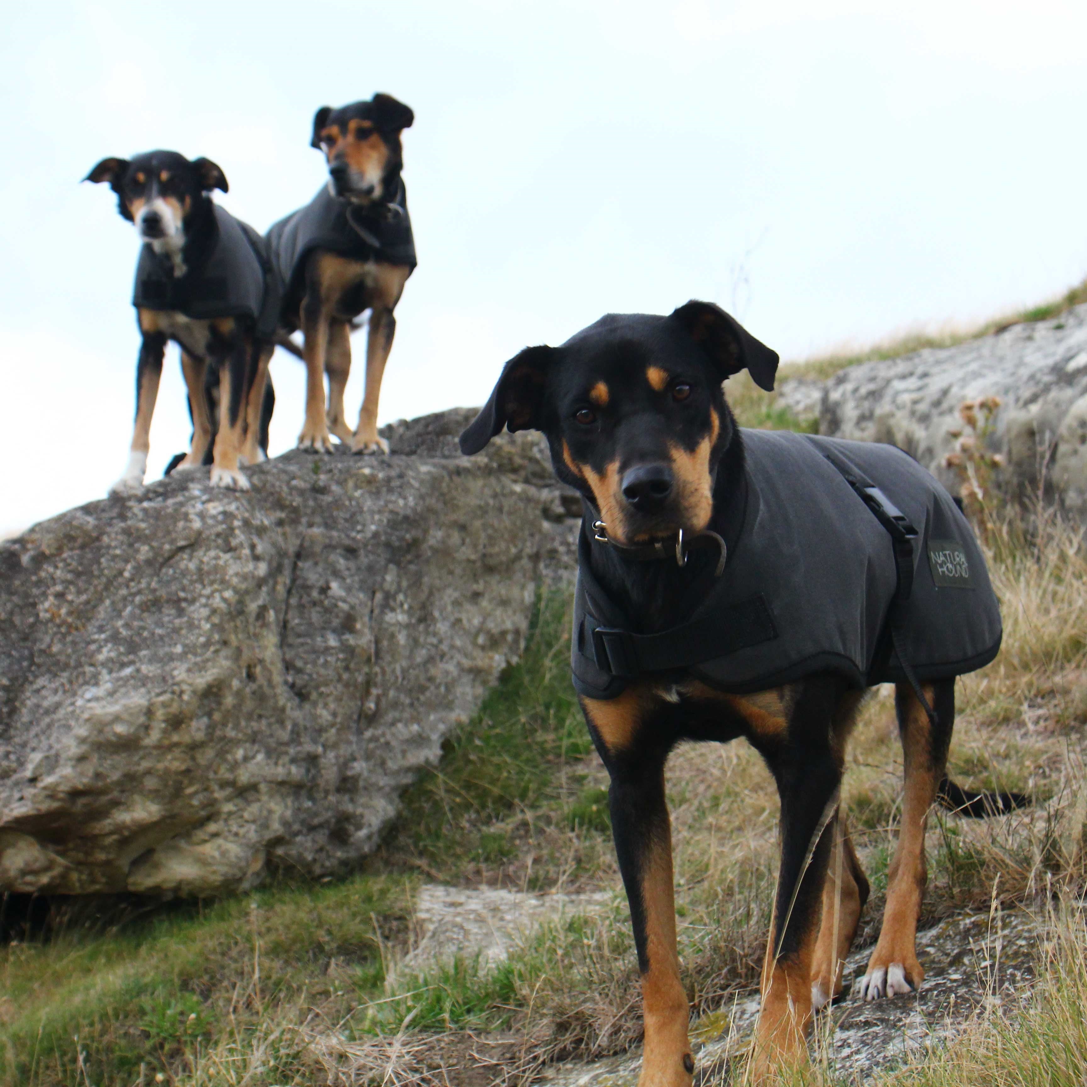 Woollen Dog Jacket