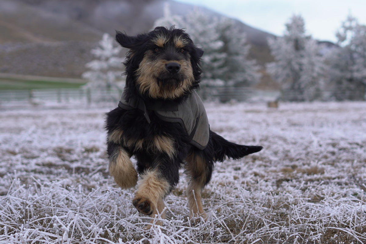 Massey University study: dogs sleep more in a Natural Hound coat