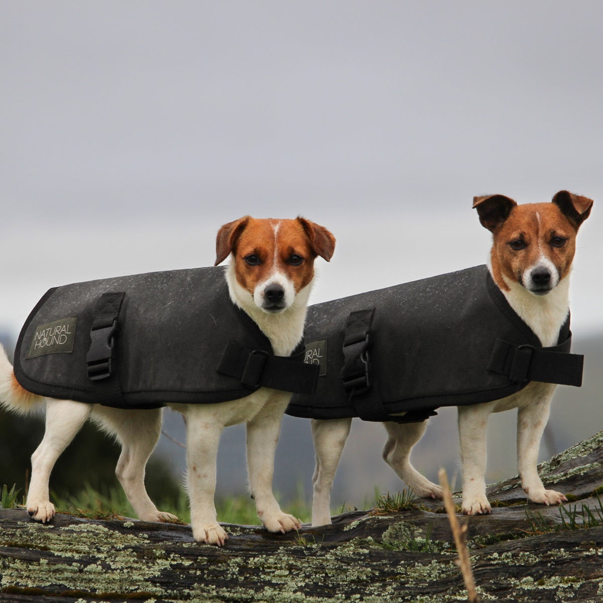 NZ Wool Dog Jacket