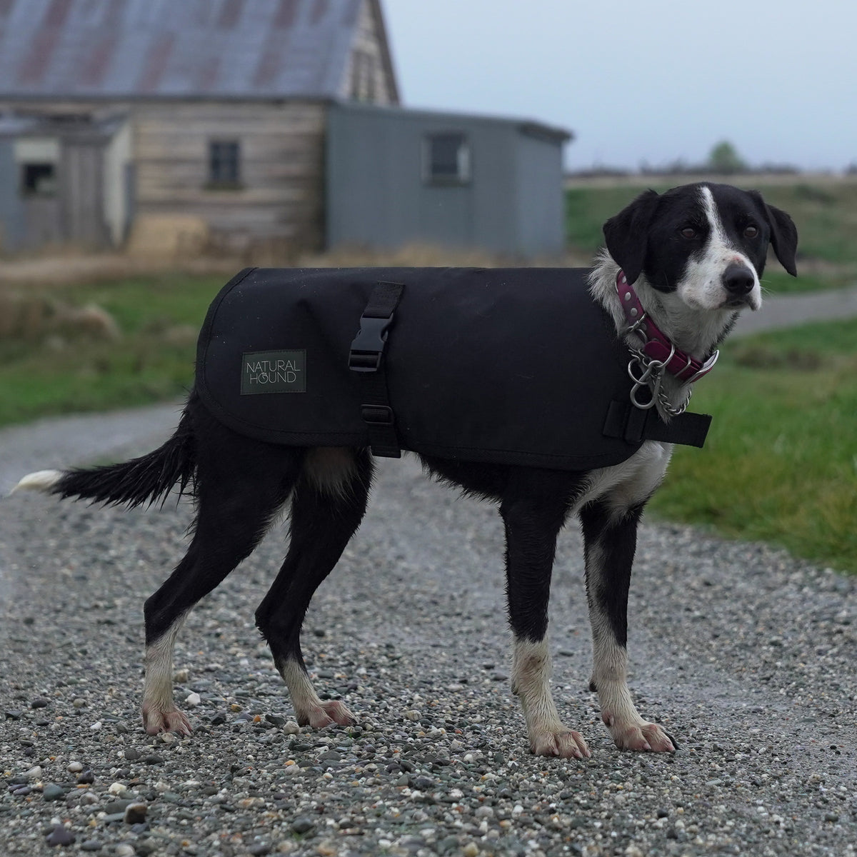 NZ Wool Dog Jacket