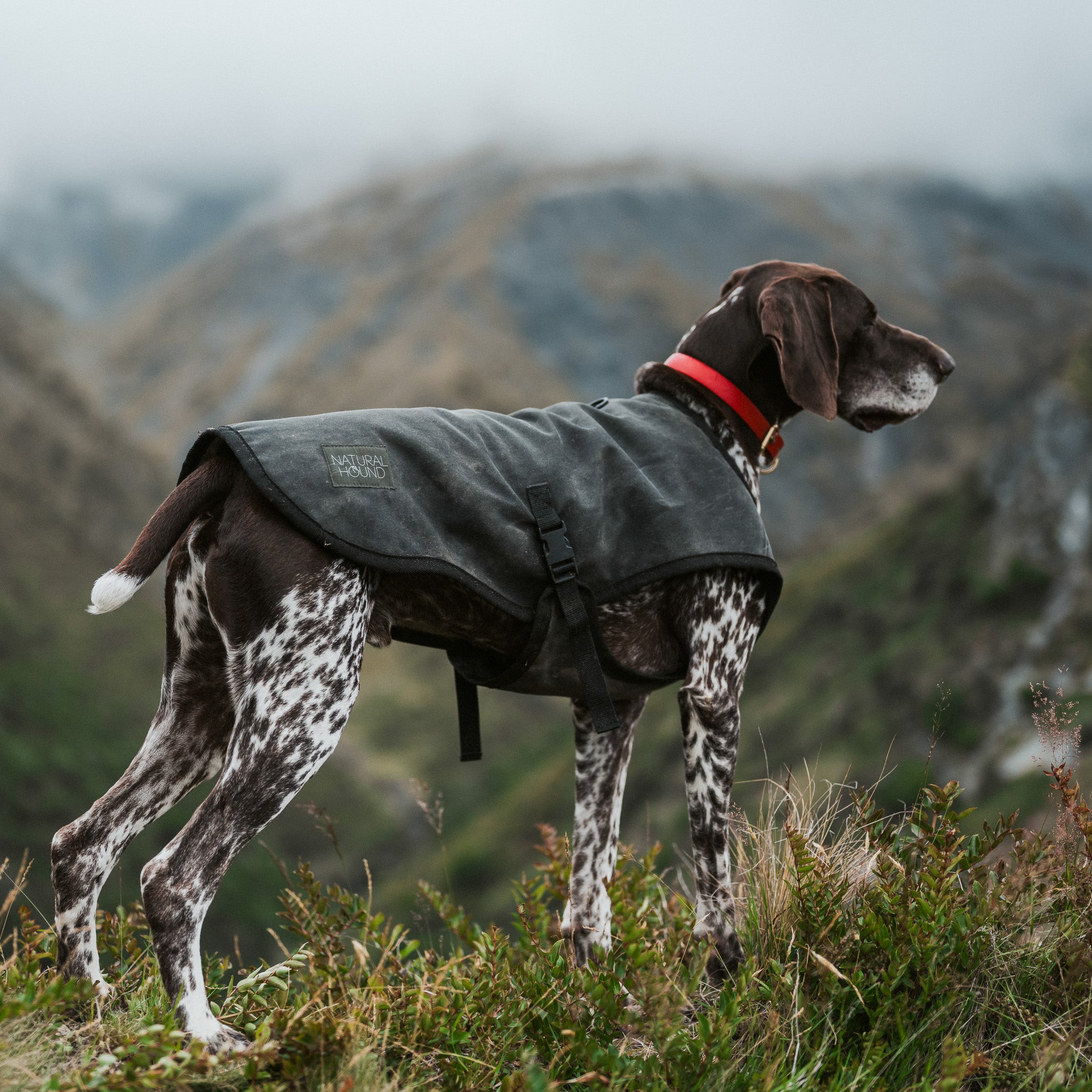 Woollen Venture Dog Jacket